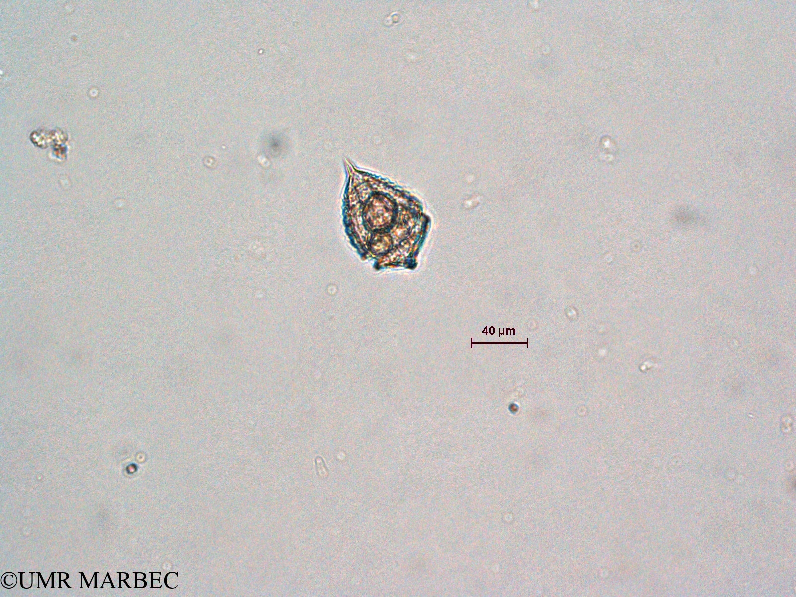phyto/Scattered_Islands/all/COMMA April 2011/Corythodinium tesselatum (ancien co C. sp1- Corythodinium sp2)(copy).jpg